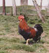 gockel1.jpg (82741 Byte)