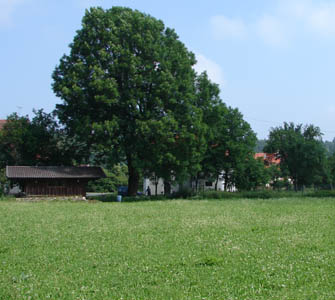 baum2.jpg