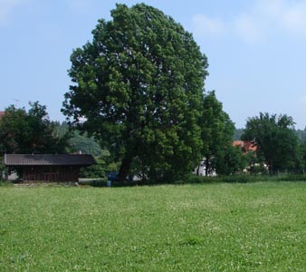 baum3.jpg