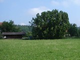 baum4.jpg